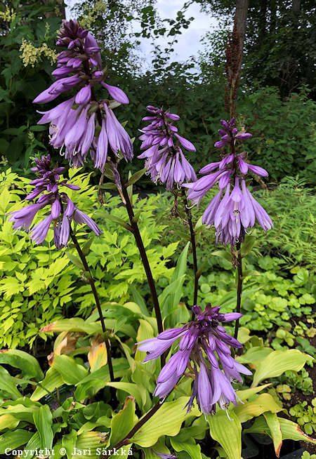 Hosta Tarhafunkia-Ryhm� 'Iso�idin Hymy', jalokuunlilja